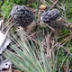 Morels of Canada - old