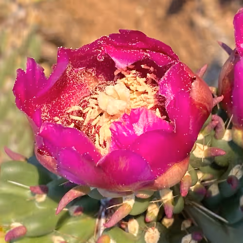 Morning Cacti