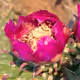 Morning Cacti