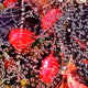 Morning Dew Cobweb Artworks - Macro Photography