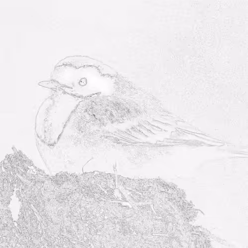 Motacilla alba
