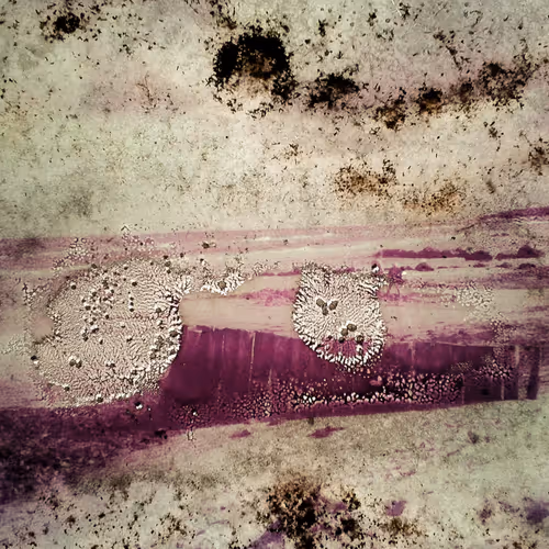 Mouldy Slides