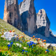 Mountain's Life
