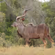 MountainAntelope