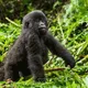Mountain Gorillas by TiBA