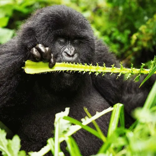 Mountain Gorillas by TiBA