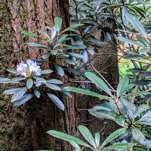 Mountain Laurels and forest