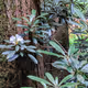 Mountain Laurels and forest