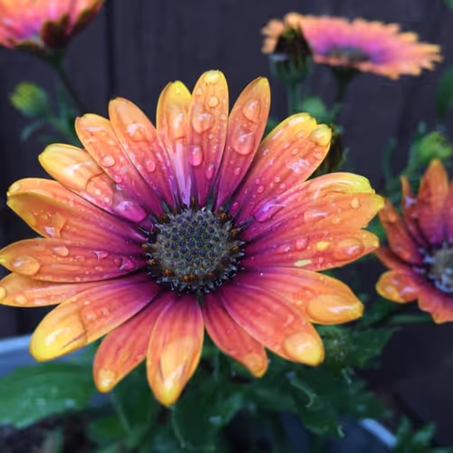 MountainLiving - old