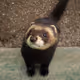 MoxaWeasel