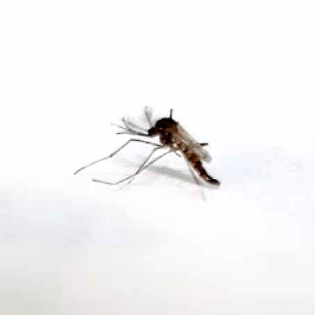 Mozzies - old