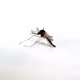 Mozzies - old