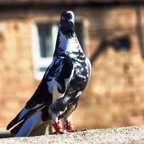 MPigeon