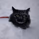 mr.cat in snow aka john snow