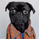 Mr.Dog
