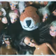 MR. FOX - world's first documentary capturing the sex life of stuffed toys