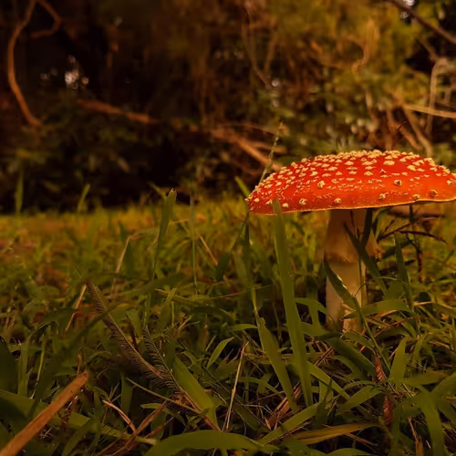 Mr Johnson Art - old