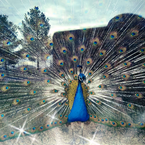 Mr. Peacock
