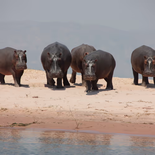 MrB collection #2 - Africa