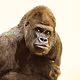 MrGorillaNFT