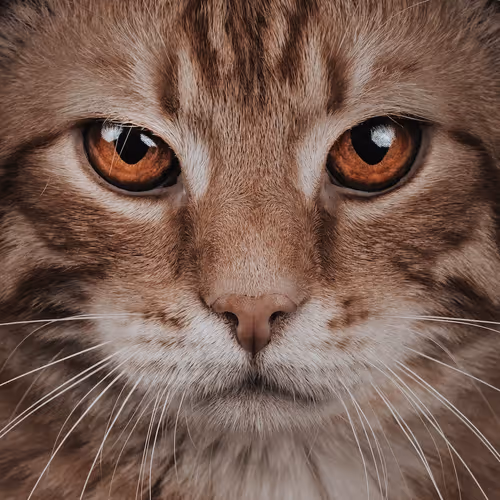 Mrs. Cats - old