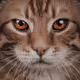 Mrs. Cats - old