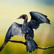 Sourish Mukherjee's Wildlife Wonders: A Limited Edition NFT Collection