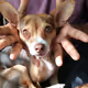 Muddi-The Dawg