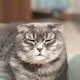 muezza cat collection - old