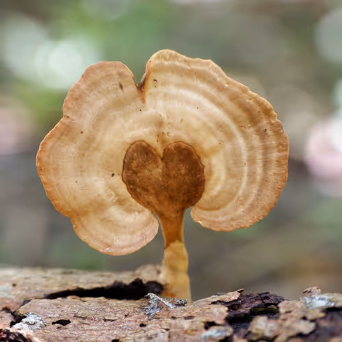 Mushroom and Fungi world