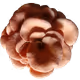 The Mushroom Set