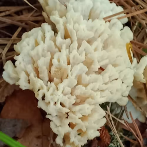 Mushrooms of the wild