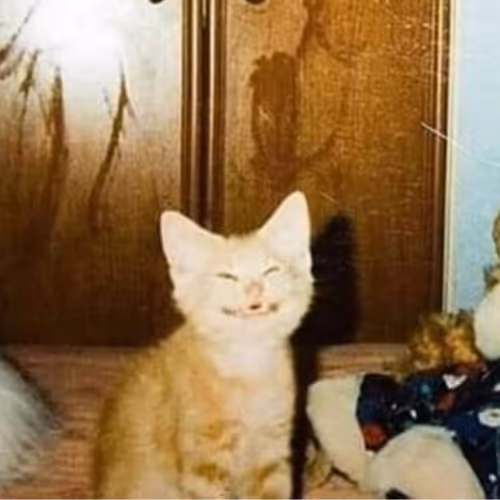 Music Albums Cover Art