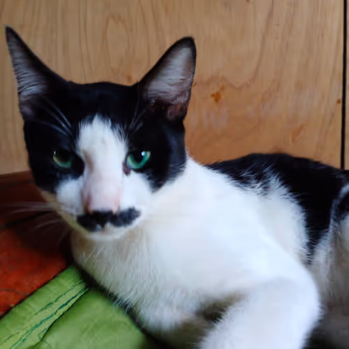 Mustache_Cat