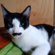 Mustache_Cat