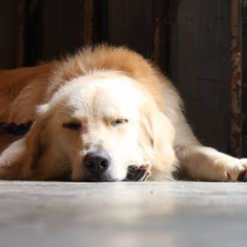 bestfriendforever - old