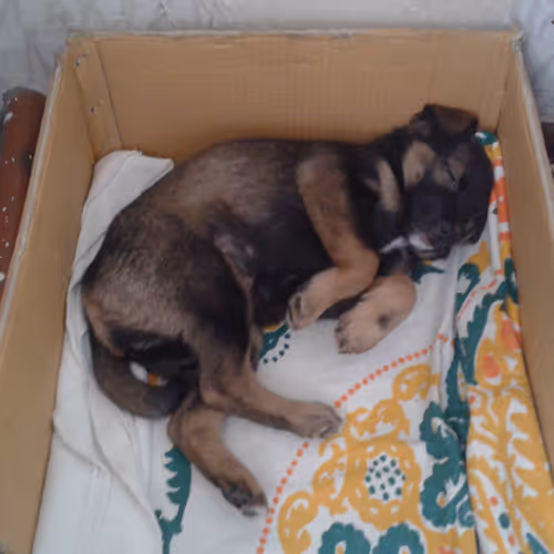 My best puppy - Yuta