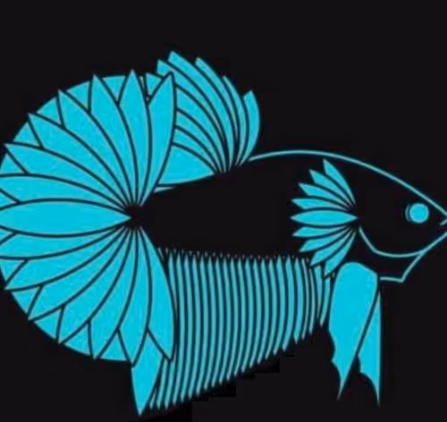 My Betta Fish Collection