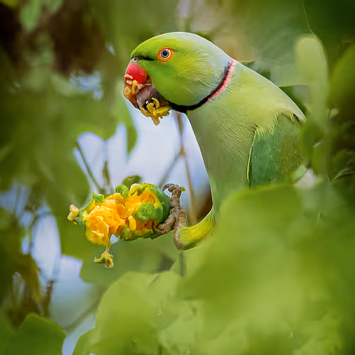 My Birds Photography Story - old