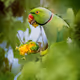 My Birds Photography Story - old