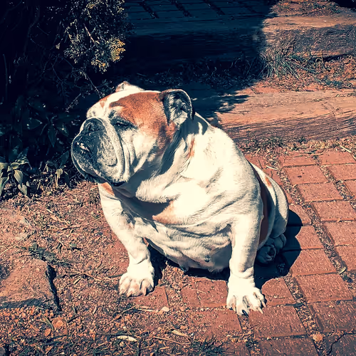 My Bulldogs