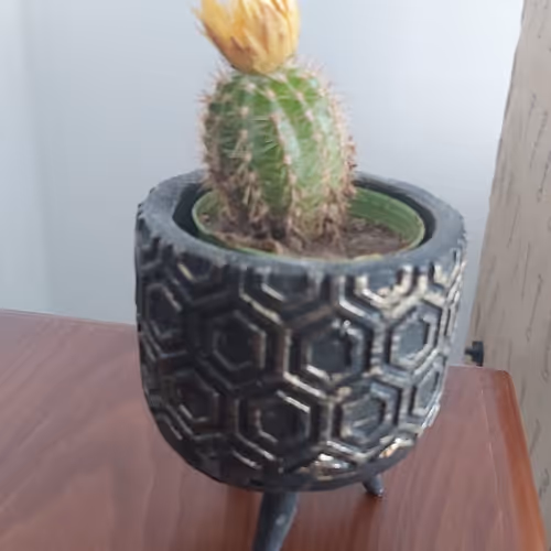 My Cactus Everyday