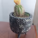 My Cactus Everyday
