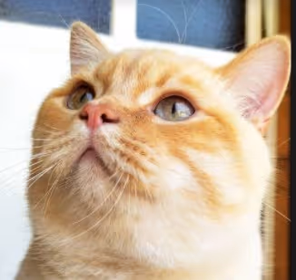 LITTLE_CATSTAR