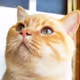 LITTLE_CATSTAR