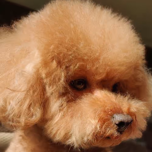 MY COCO