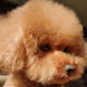 MY COCO