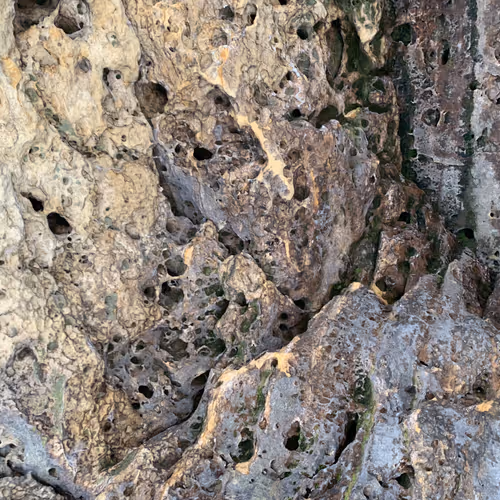 my Collection - SxnO0tRumN