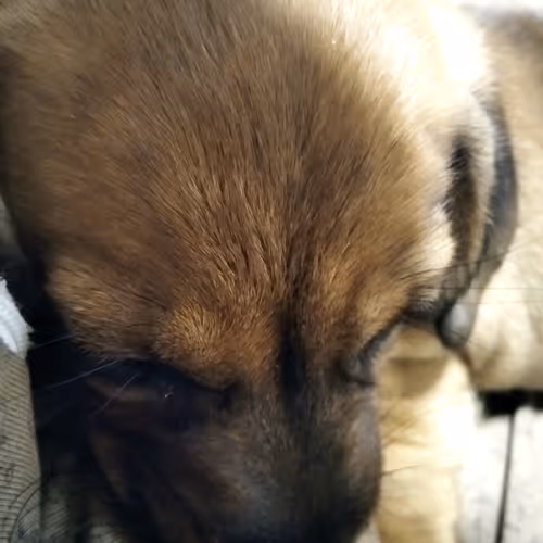 My country favorites