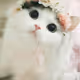 my cutest animals